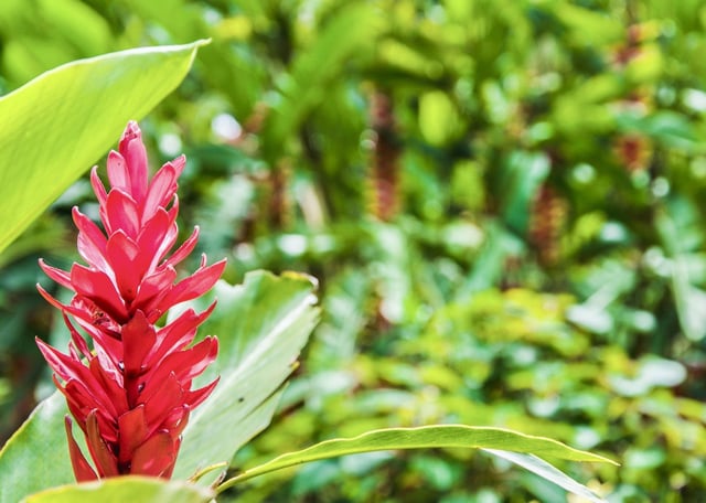 Limbe Botanic Garden