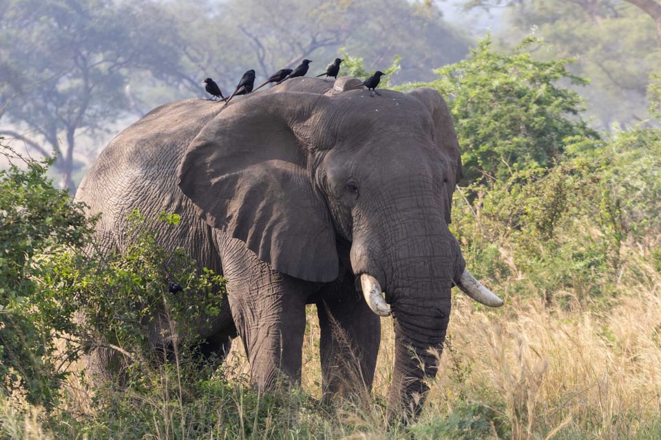 African Elephant With Birds Perched