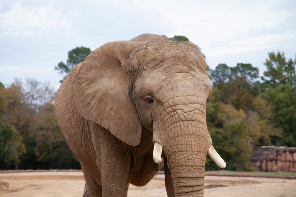 African Elephant