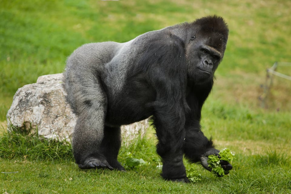 Western lowland gorilla, Lobeke National Park, Cameroon
