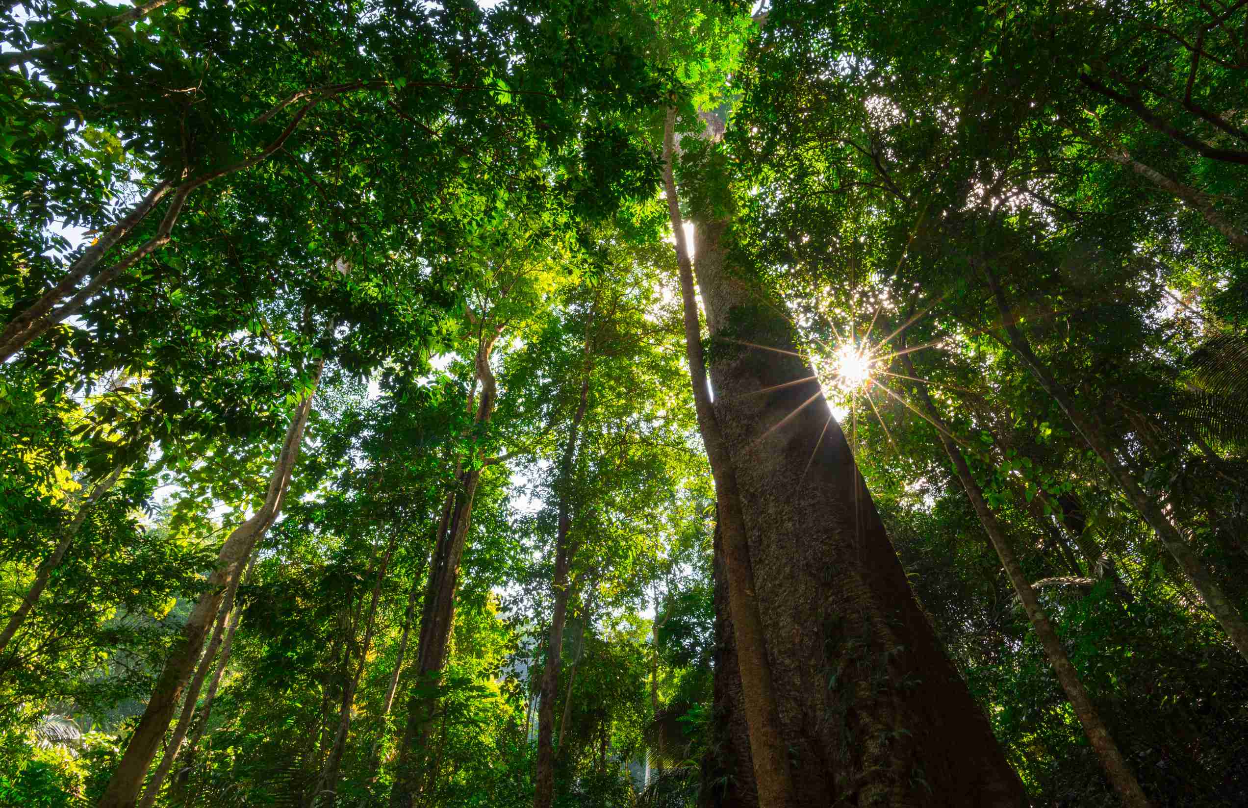 Best Time To Visit Yaound Weather Festivals Events