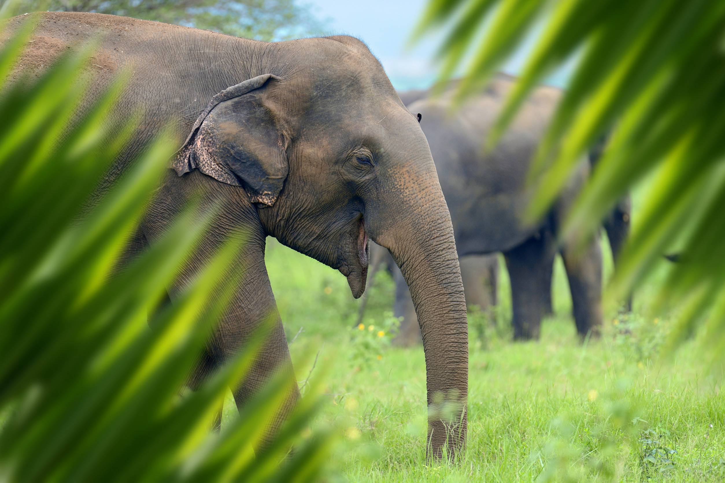 Close Up Elephant Portrait In Jungle With Leaf