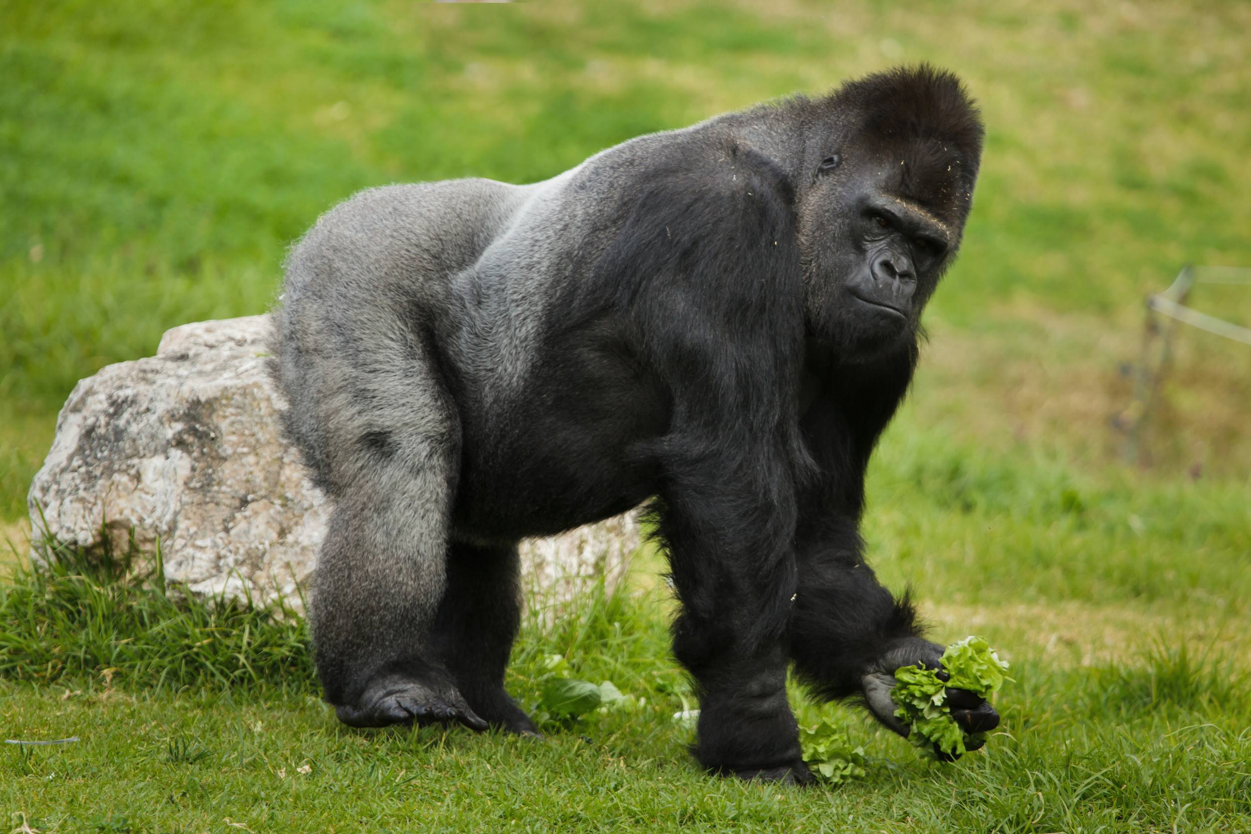 Western lowland gorilla, Lobeke National Park, Cameroon